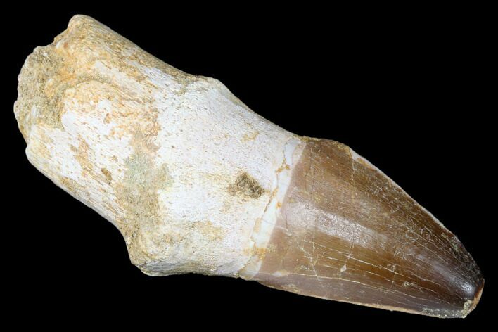 Fossil Rooted Mosasaur (Prognathodon) Tooth - Morocco #174341